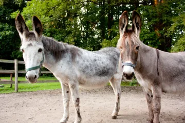 Unsere Hofbewohner – Bild 4