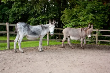Unsere Hofbewohner – Bild 2