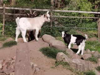 Ziegen-Nachwuchs – Bild 5