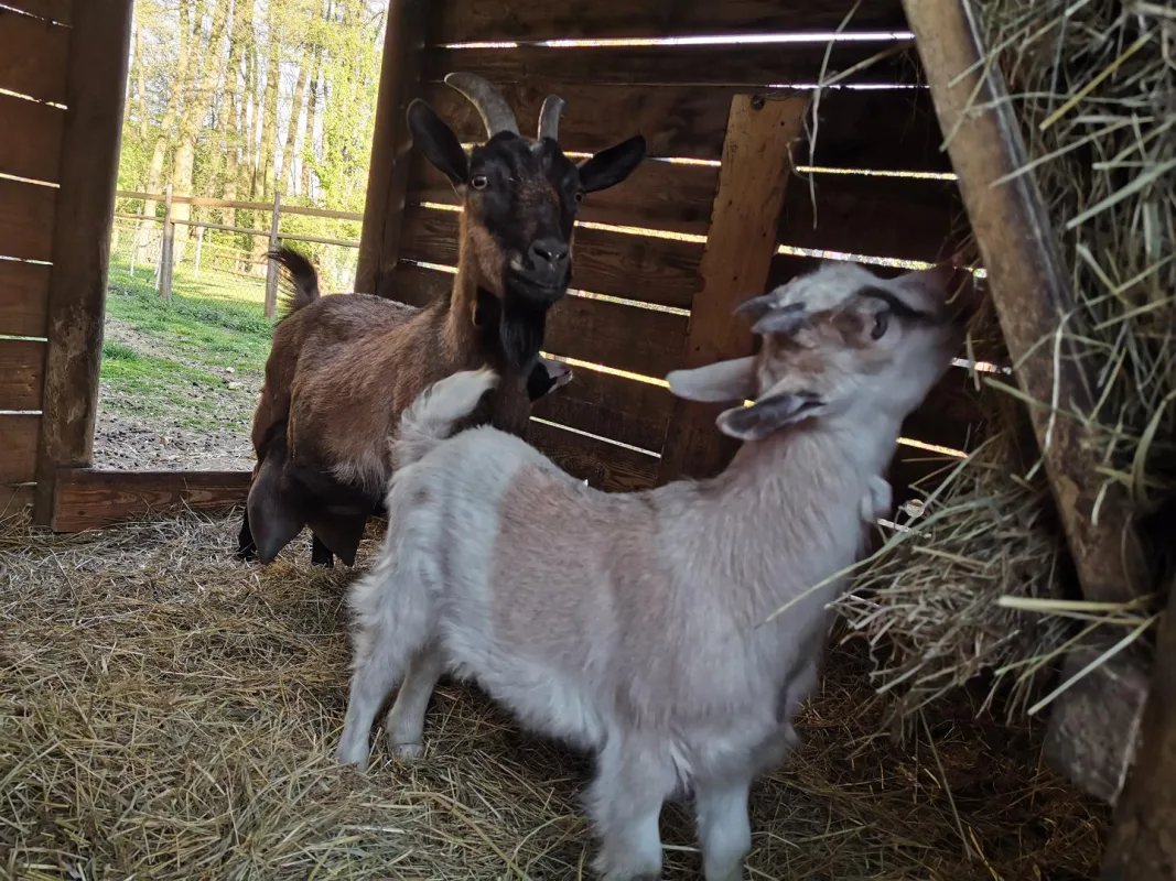 Ziegen-Nachwuchs – Bild 12